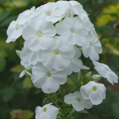 Phlox paniculata 'Adessa® White' - Aed-leeklill 'Adessa® White' C1,5/1,5L